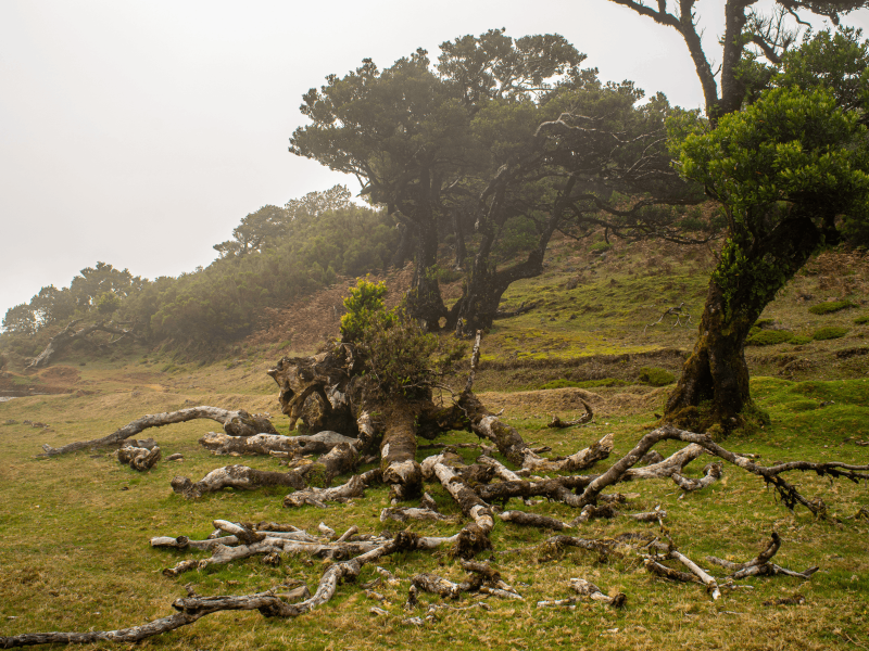 Vereda do Fanal Misty Forest & Return