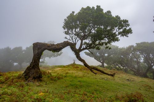 Fanal Forest