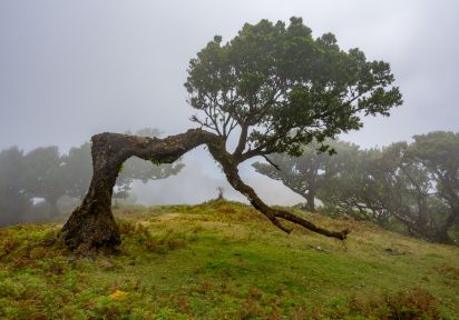 Fanal Forest