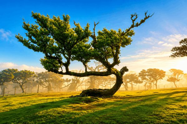 Floresta Laurissilva da Madeira e classificada como Património Mundial pela UNESCO